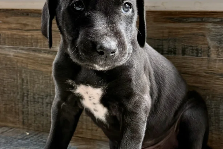 Mixed Breed