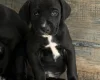 Mixed Breed