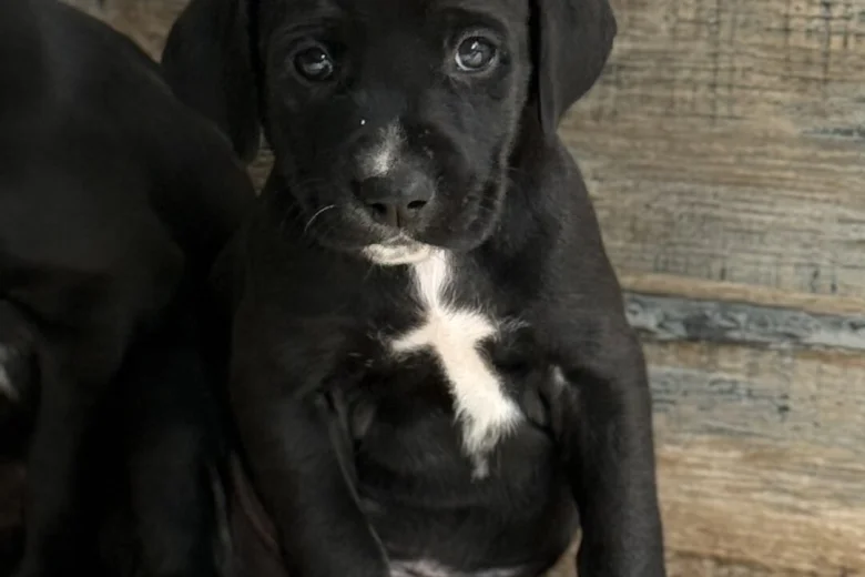 Mixed Breed