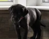 Mixed Breed