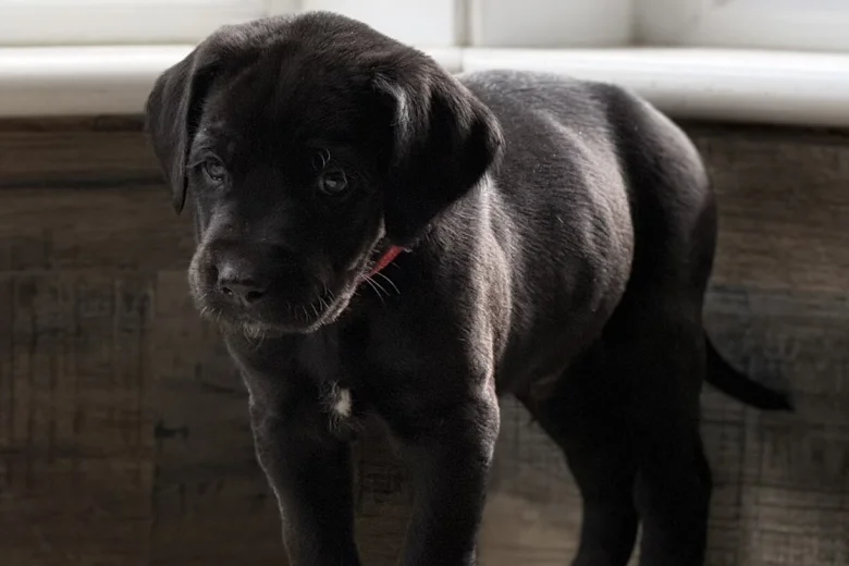 Mixed Breed