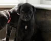 Mixed Breed