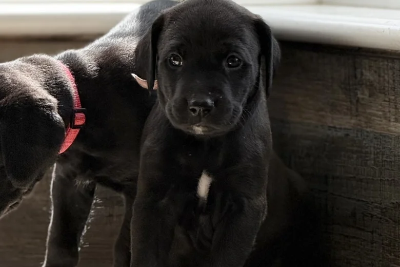Mixed Breed
