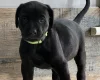 Mixed Breed