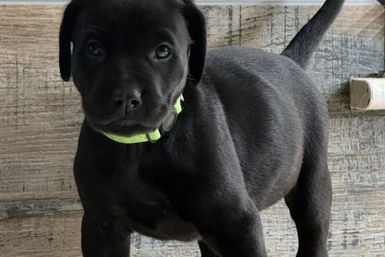 Mixed Breed