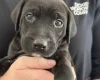 Mixed Breed