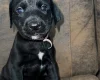 Mixed Breed
