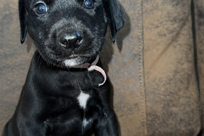 Mixed Breed