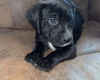 Mixed Breed