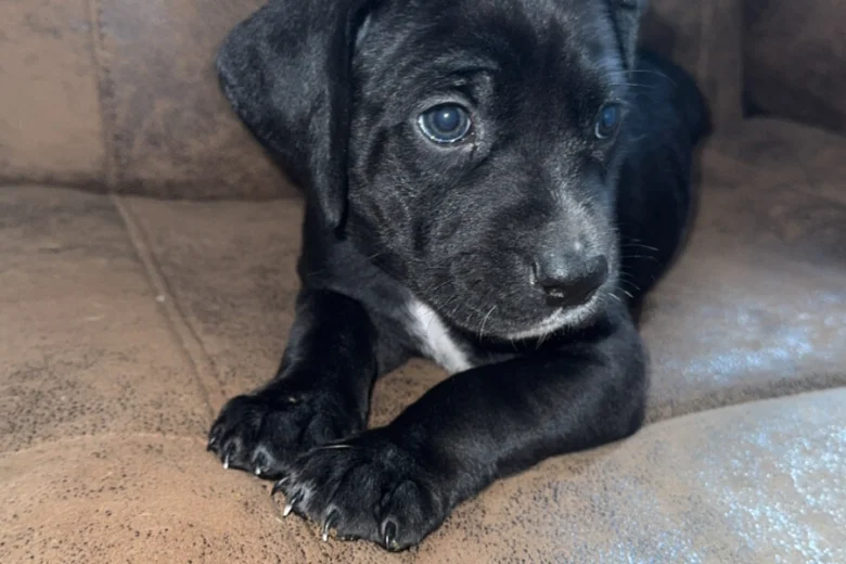 Mixed Breed