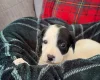 Mixed Breed