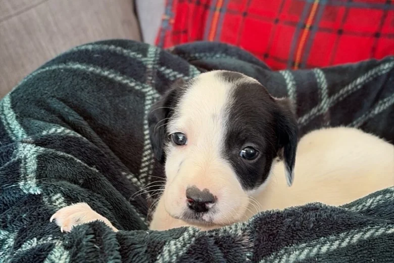 Mixed Breed