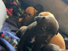 Mixed Breed