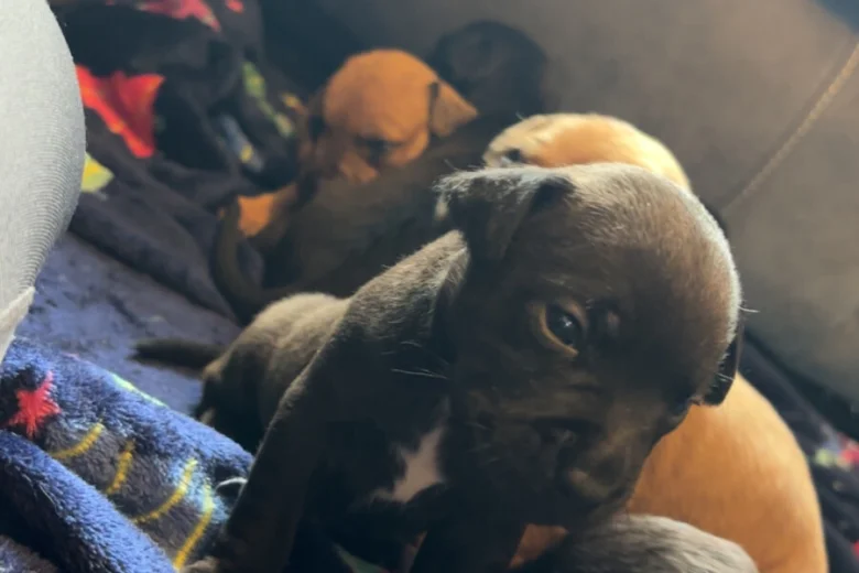 Mixed Breed