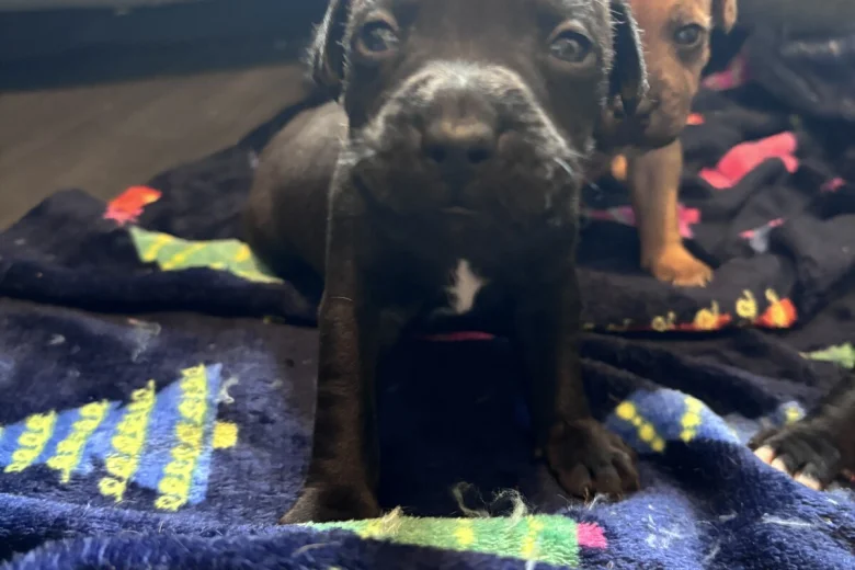 Mixed Breed