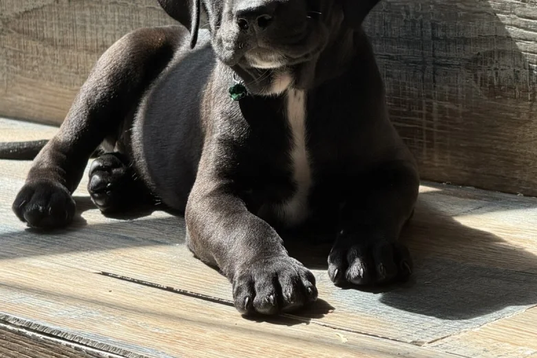 Mixed Breed
