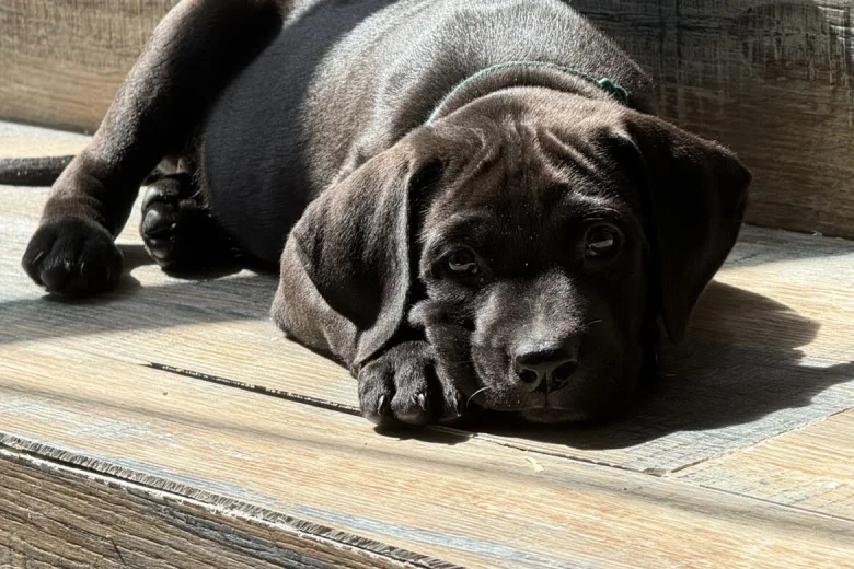 Mixed Breed