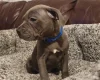 Staffordshire Bull Terrier