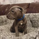 Staffordshire Bull Terrier