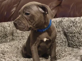 Staffordshire Bull Terrier