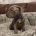 Staffordshire Bull Terrier