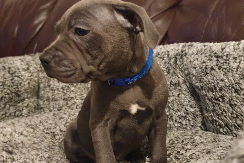Staffordshire Bull Terrier