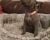 Staffordshire Bull Terrier