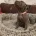 Staffordshire Bull Terrier