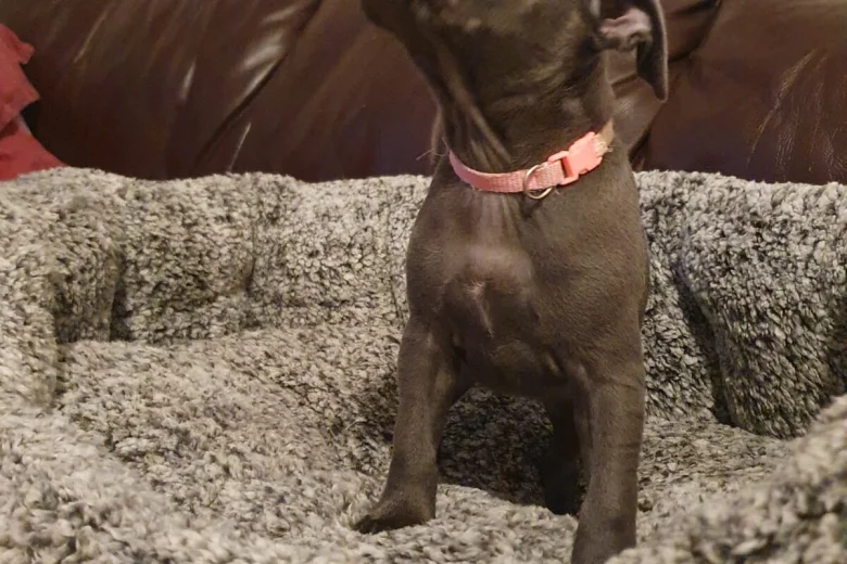 Staffordshire Bull Terrier