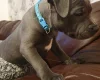 Staffordshire Bull Terrier