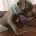 Staffordshire Bull Terrier