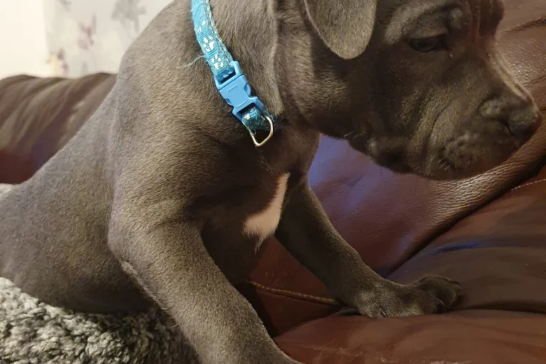 Staffordshire Bull Terrier