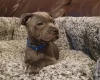 Staffordshire Bull Terrier