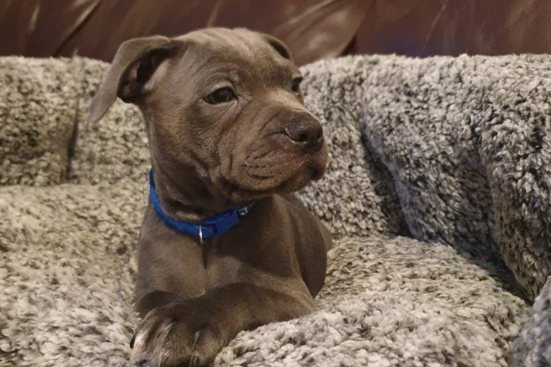 Staffordshire Bull Terrier