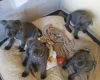 Staffordshire Bull Terrier