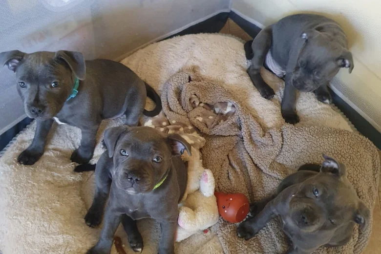 Staffordshire Bull Terrier