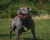 Staffordshire Bull Terrier