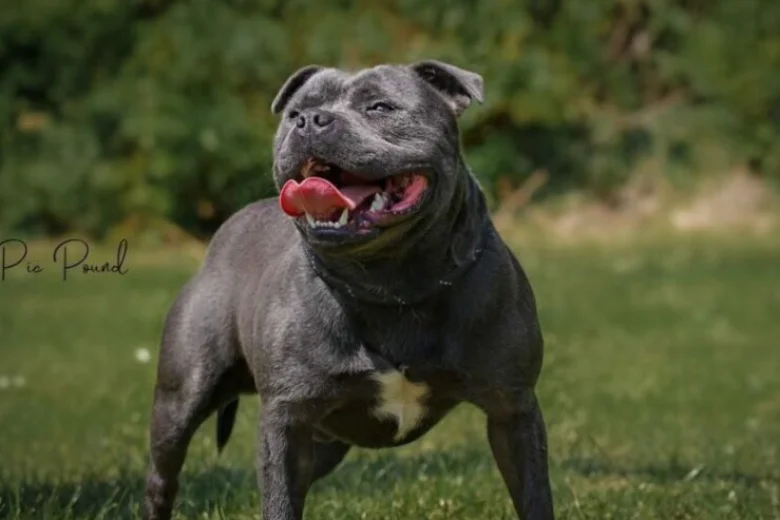 Staffordshire Bull Terrier