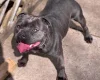 Staffordshire Bull Terrier