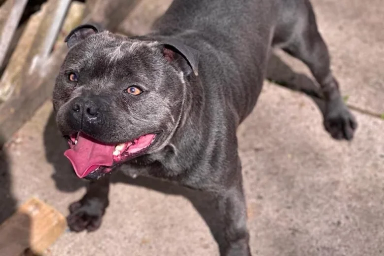 Staffordshire Bull Terrier