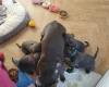 Staffordshire Bull Terrier