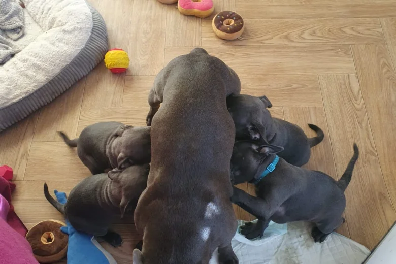 Staffordshire Bull Terrier