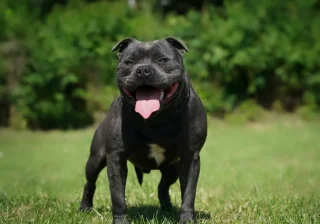 Stud