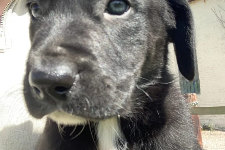 Mixed Breed