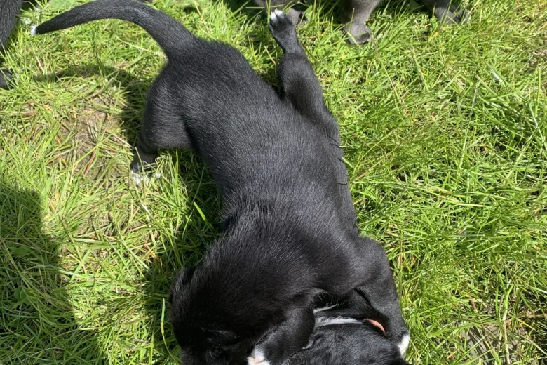 Mixed Breed