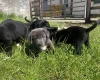 Mixed Breed
