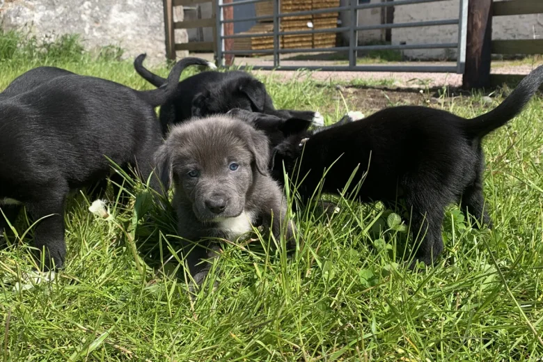 Mixed Breed