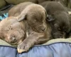 Mixed Breed