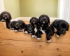 Mixed Breed