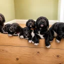 Mixed Breed